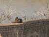 Baboons on the Dam.jpg (40926 bytes)