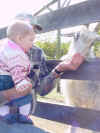 Grandpa at the pumpkin patch6.JPG (590304 bytes)