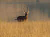 Water Buck side.jpg (39587 bytes)